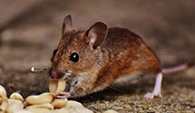 24 Hour & Emergency Exterminators in East Franklin, VT